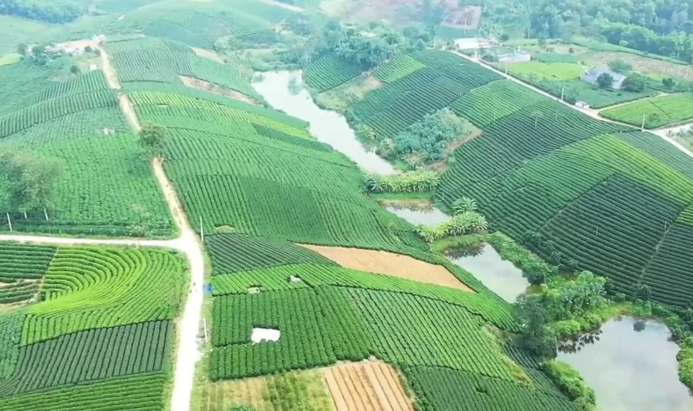 Xuất khẩu Thái Nguyên bứt phá: chè và công nghiệp cùng kéo kinh tế