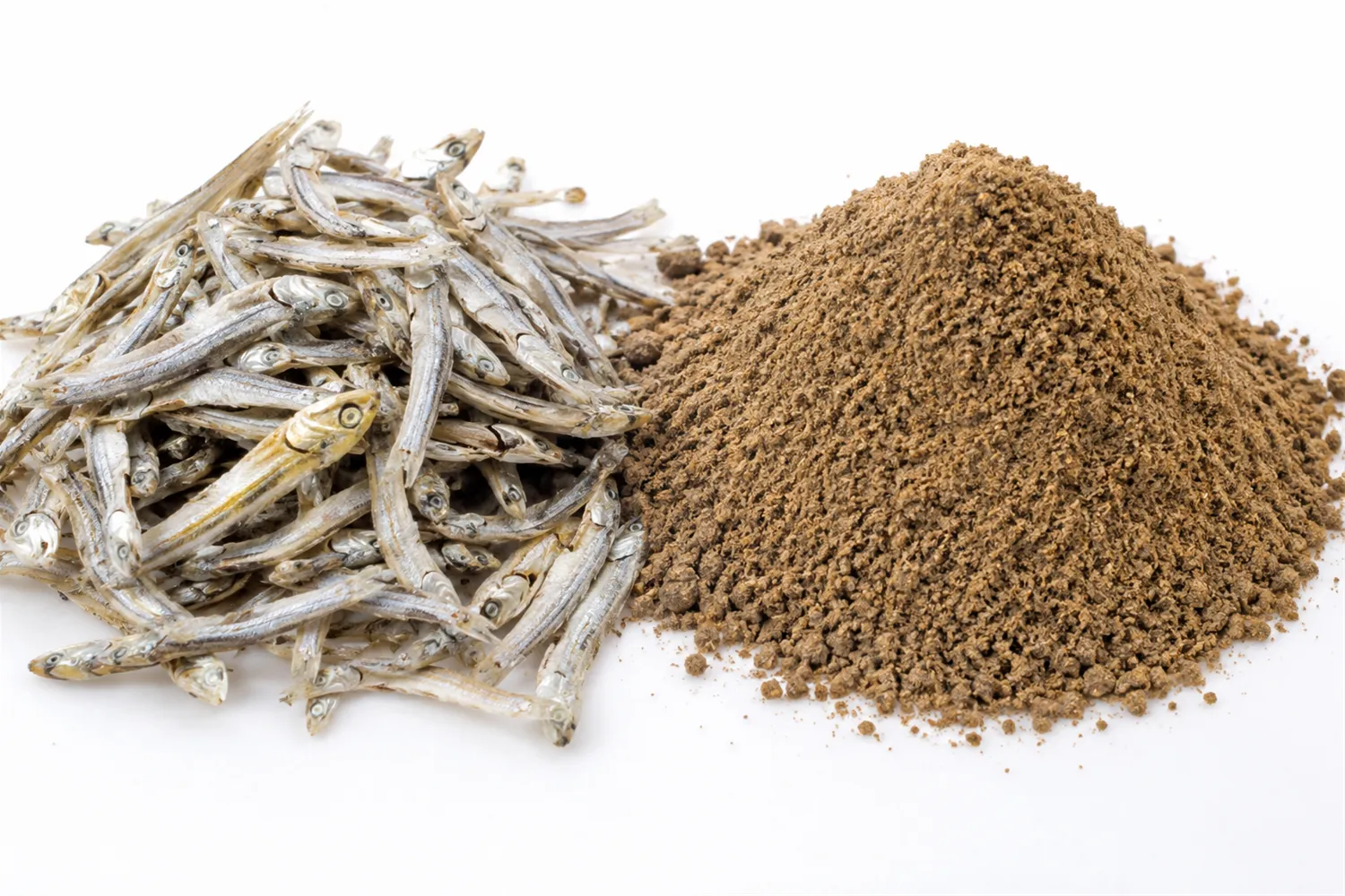 Đóng vụ cá cơm Peru: Cú sốc âm thầm với thị trường bột cá