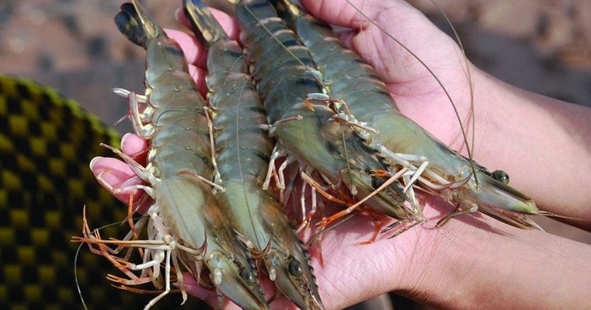 Cách cấp đông tôm tươi đúng kỹ thuật để không đen đầu