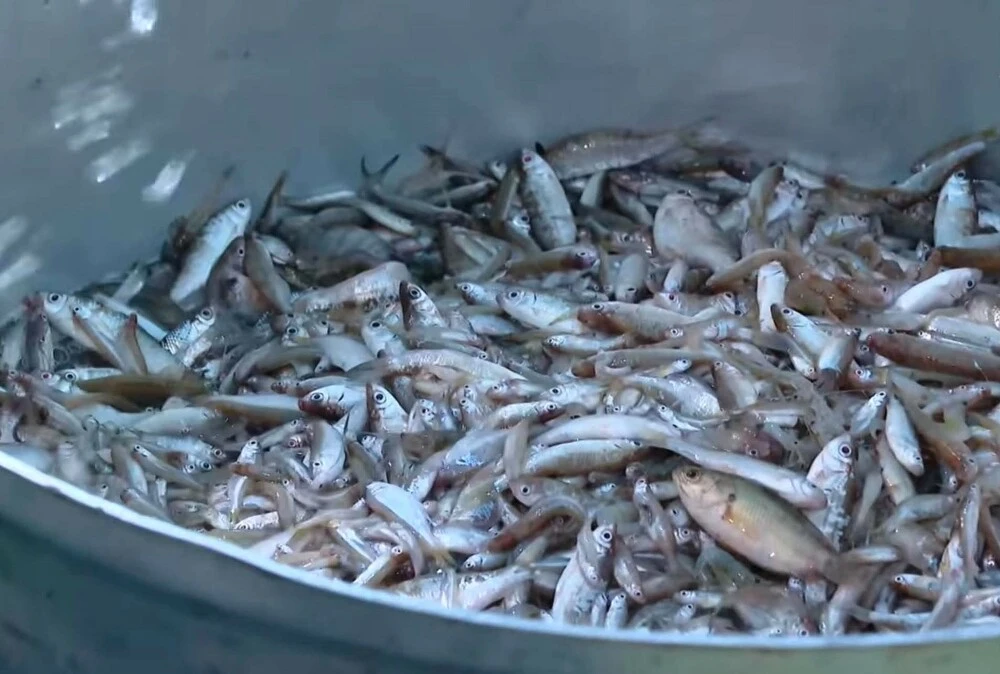 Cá tươi mùa này rẻ bèo nhưng giàu omega-3 hơn cá hồi