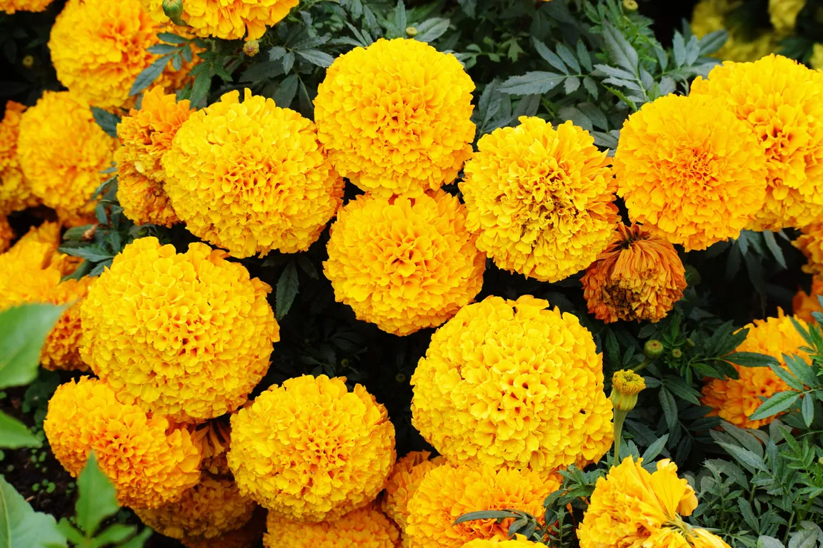 8 loại cây trồng quanh nhà giúp xua đuổi rắn tự nhiên