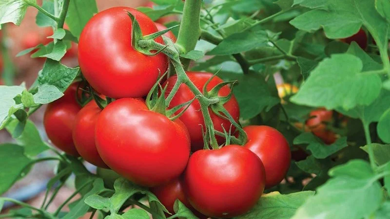 Bảo quản cà chua tươi ngon cả năm: Đừng vội cho hết vào tủ lạnh