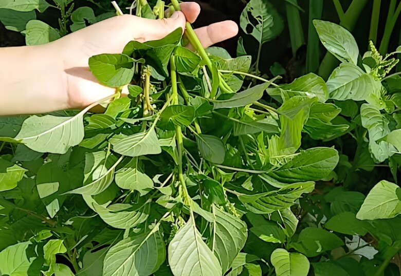 Từ rau dại thành đặc sản: Cách chọn và sử dụng dền cơm, củ niễng để tối đa hóa dinh dưỡng