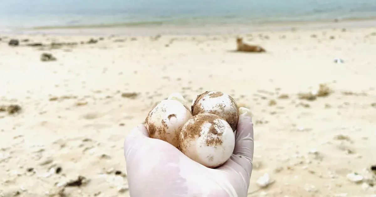 Hòn Cau trỗi dậy như điểm sinh sản trọng yếu của rùa biển quý hiếm