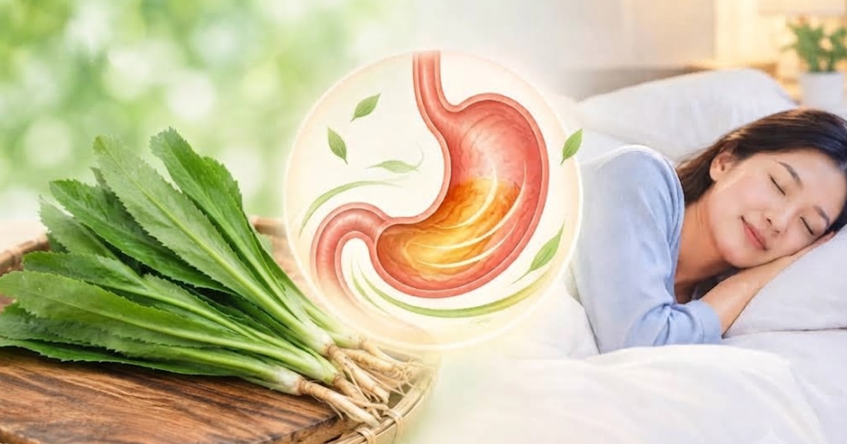 Rau mùi tàu và lá trầu không: từ vườn nhà đến giấc ngủ và tiêu hóa