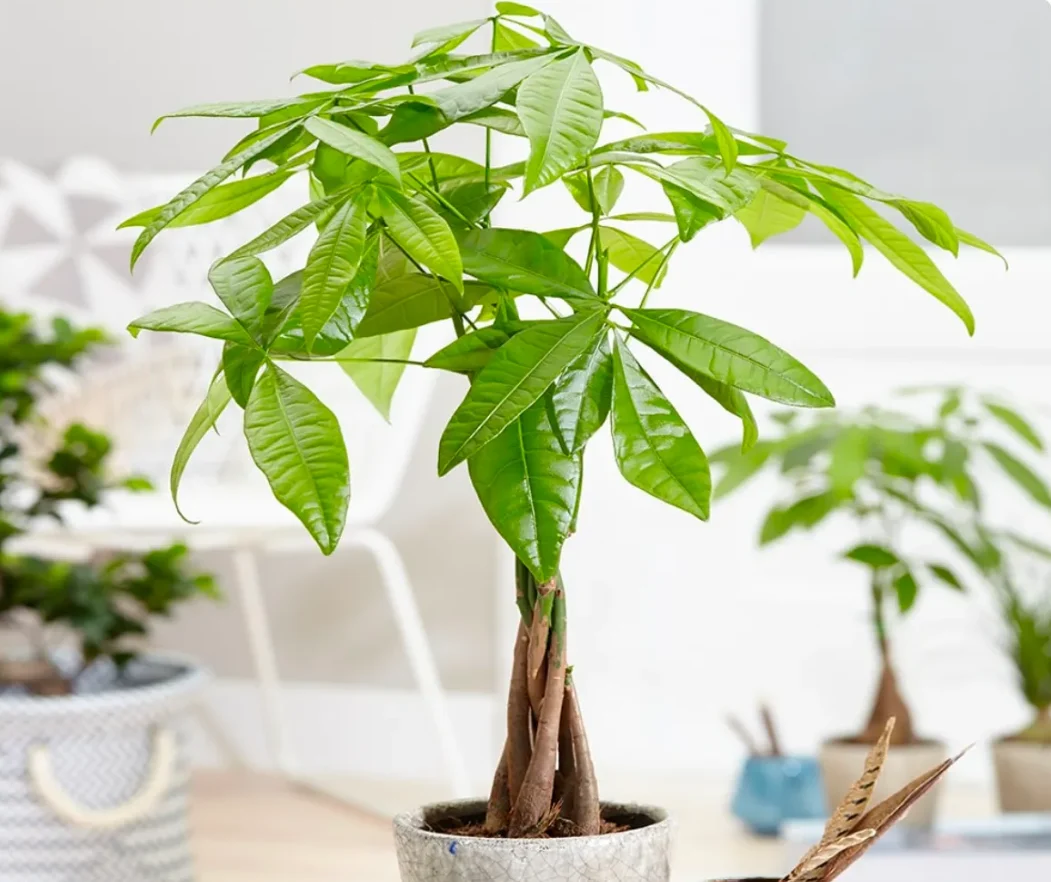 4 loại cây cảnh mùa thu phong thủy hút tài lộc