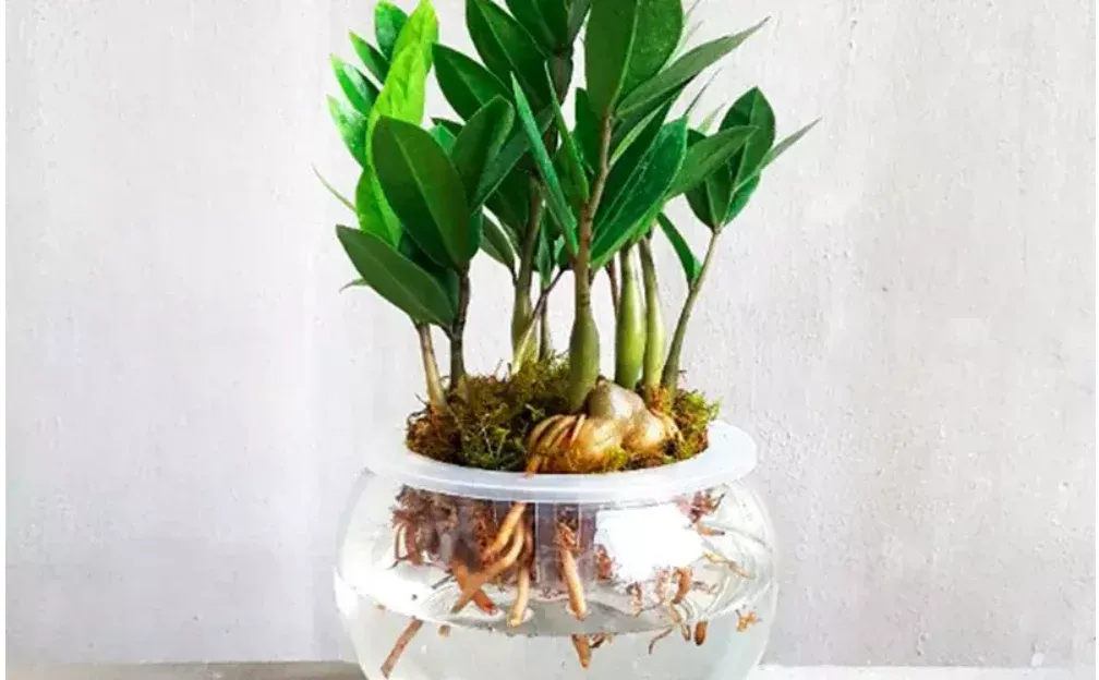 3 cây phong thủy 'cọc tiền' giới nhà giàu mê: Chọn và đặt sao cho hút tài lộc