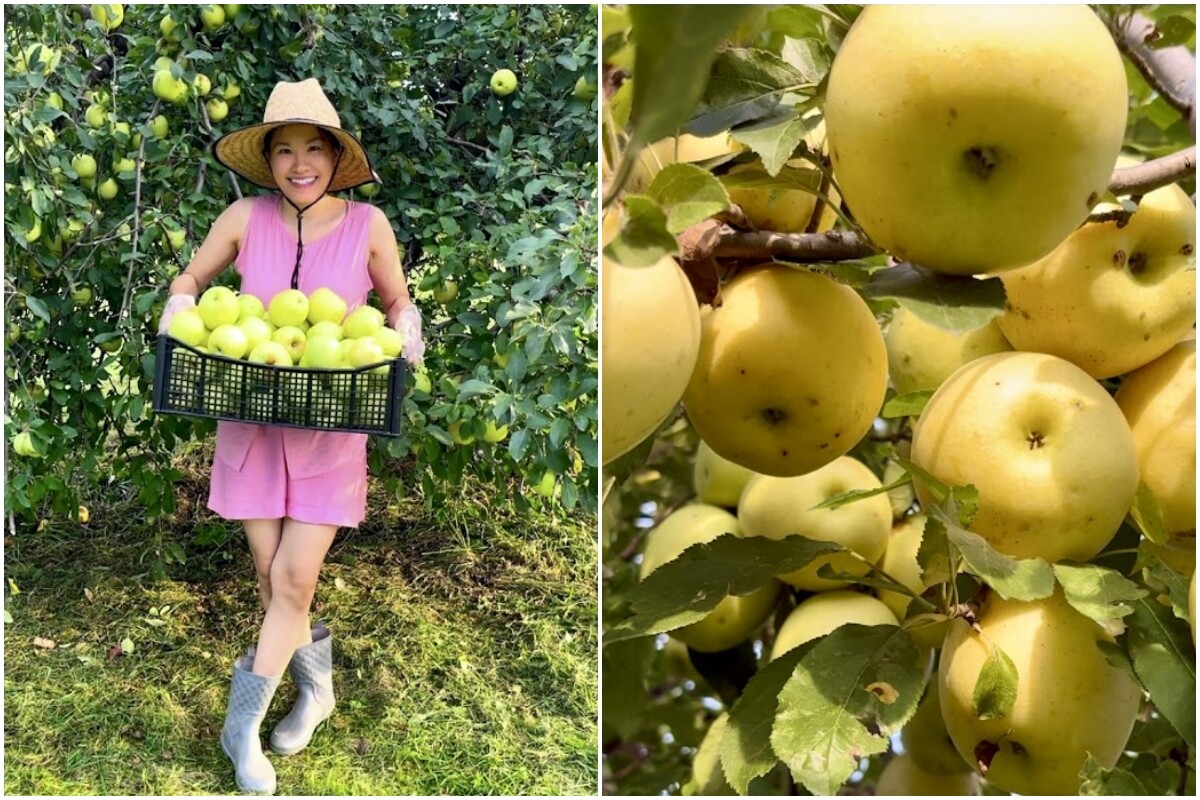 Người Việt trồng vườn ở nước ngoài: Vườn rau, ký ức và bản sắc