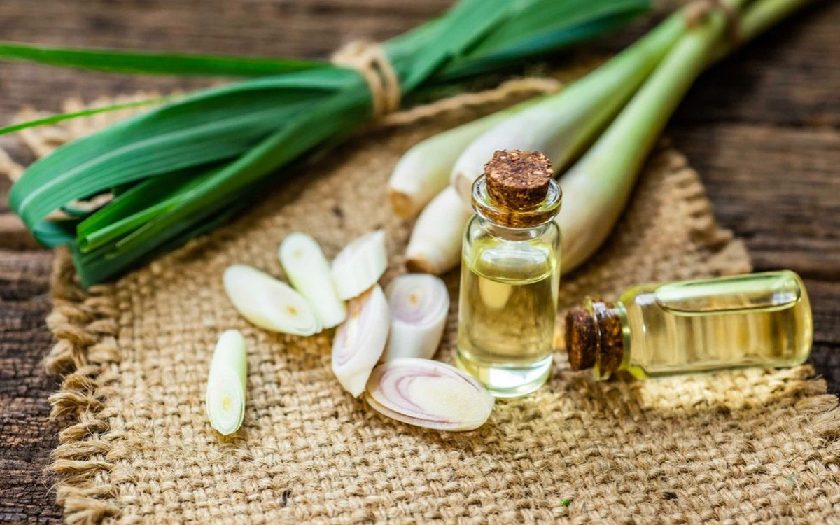 Từ cây sả đến tinh dầu: Chuỗi giá trị mới cho nông nghiệp miền núi
