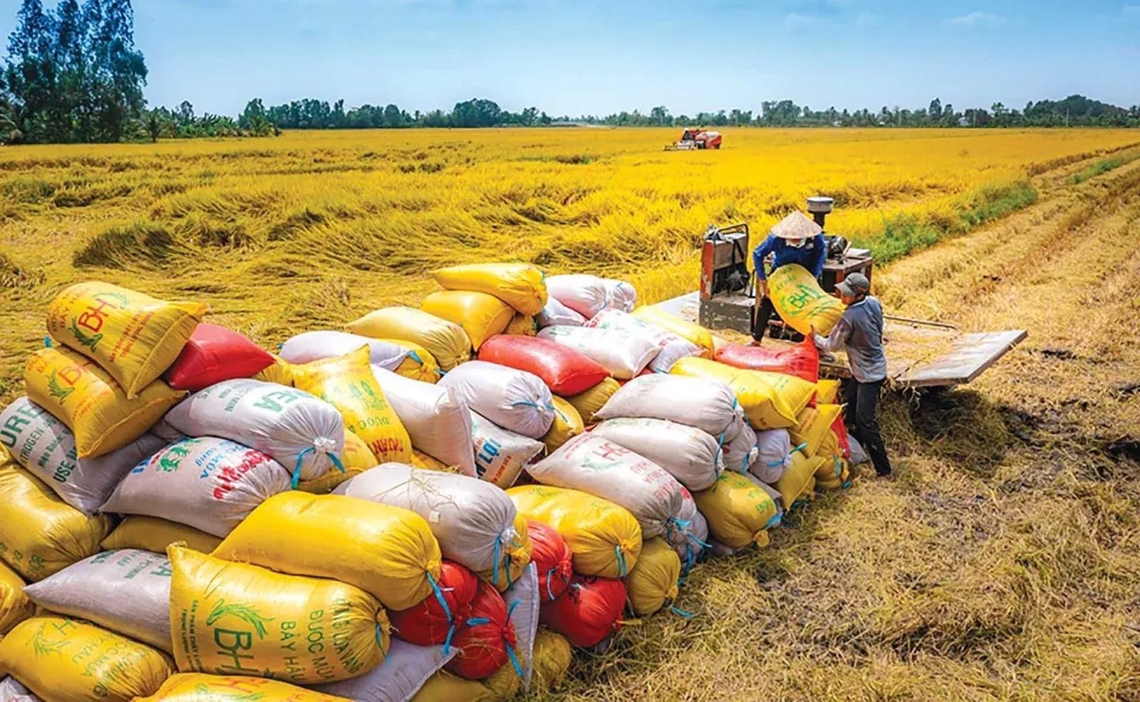 Giá gạo xuất khẩu phục hồi: Đà tăng có đủ mạnh để về đích?