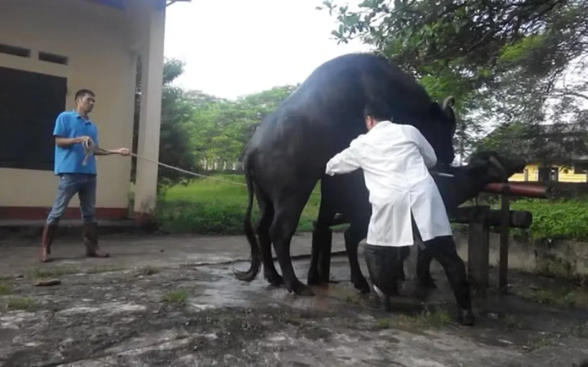 Từ nguồn gen trâu bản địa đến sinh kế nông dân