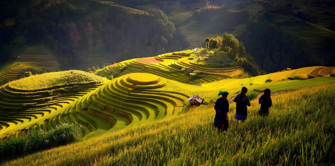 Mùa lúa chín Tây Bắc: Hành trình ngân sách đến những cánh đồng vàng