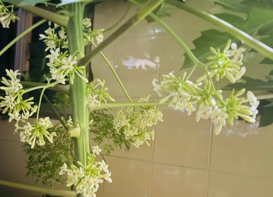 Tự uống thuốc bổ gan: Con đường ngắn nhất dẫn tới suy gan cấp tính