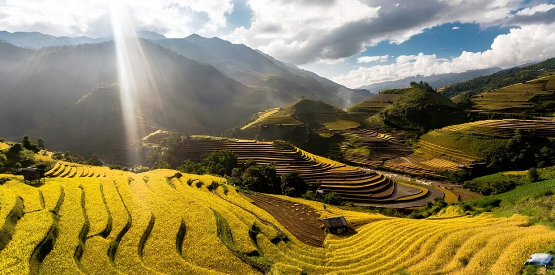 Mùa lúa chín Tây Bắc: Hành trình ngân sách đến những cánh đồng vàng