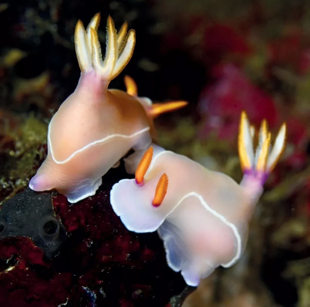 Beralih Dari DSLR ke Nikon Z untuk Fotografi Bawah Laut