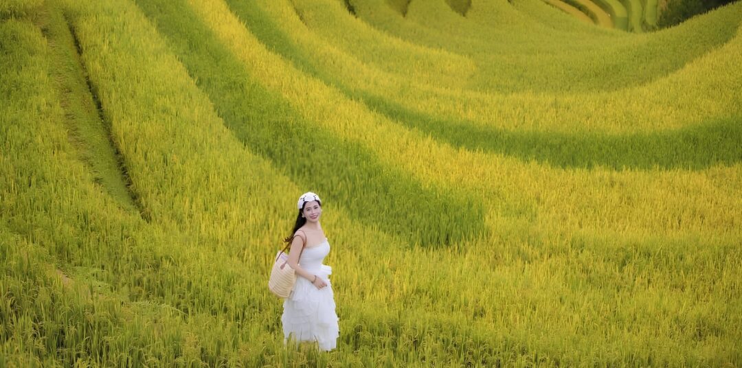 Mùa lúa chín Tây Bắc: Hành trình ngân sách đến những cánh đồng vàng