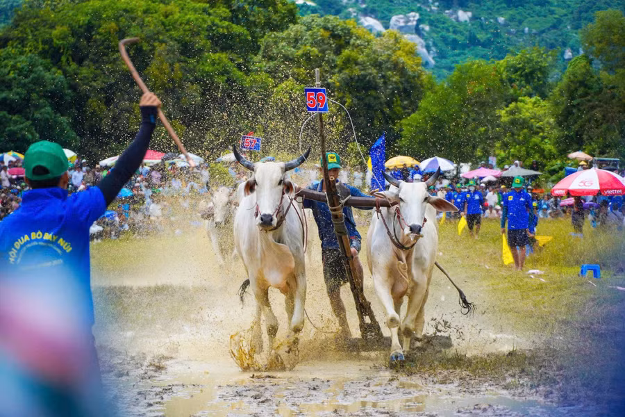 Cuộc thi ảnh nhanh tại Hội đua bò Chùa Rô: săn khoảnh khắc trên ruộng lúa