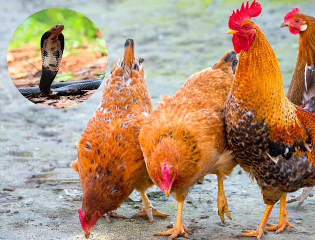 5 yếu tố trong nhà đang mời gọi rắn và cách bảo vệ thú cưng