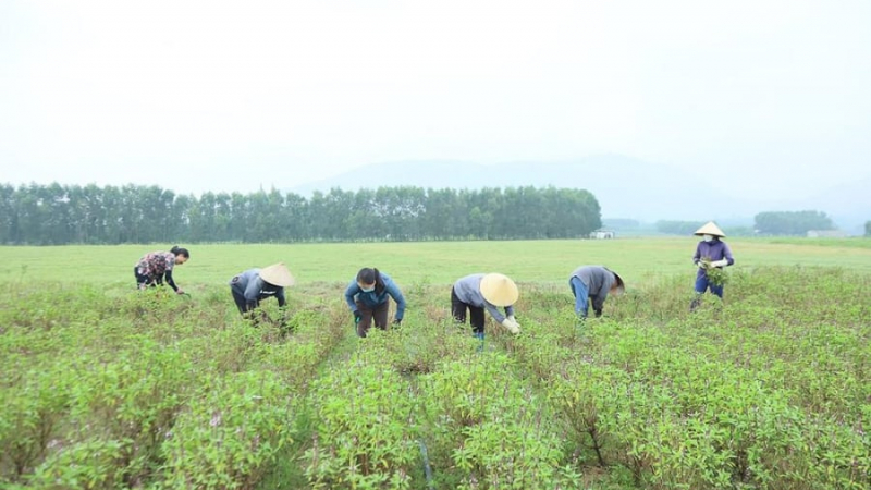 Cây đàn hương cho thu nhập tỷ đồng từ lá trước khi lấy gỗ