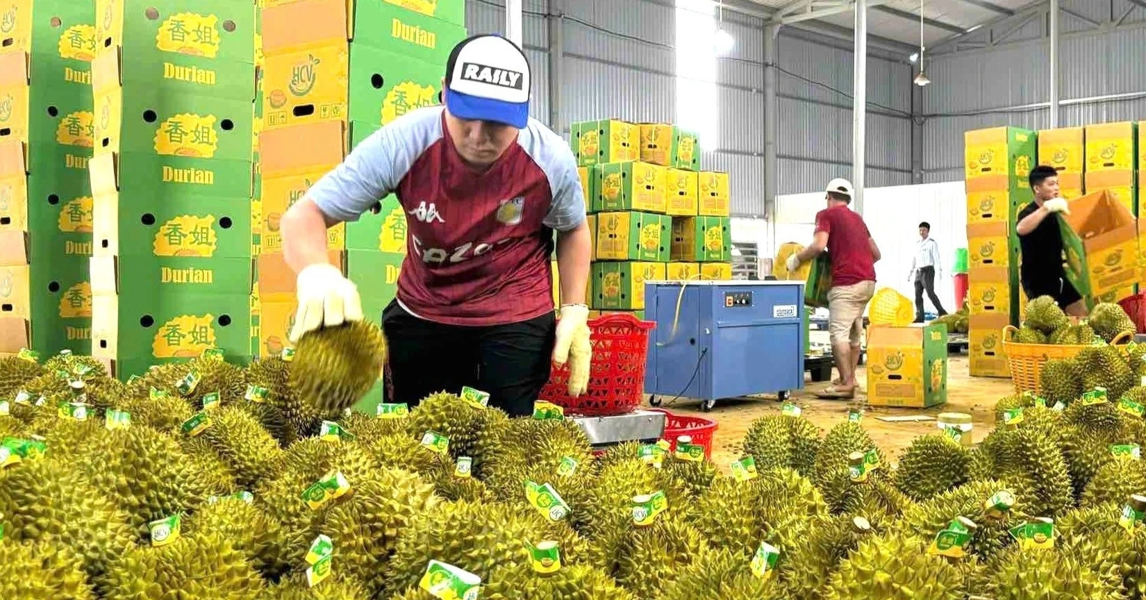 Sầu riêng và lúa Việt đối mặt sức ép Thái Lan, Malaysia
