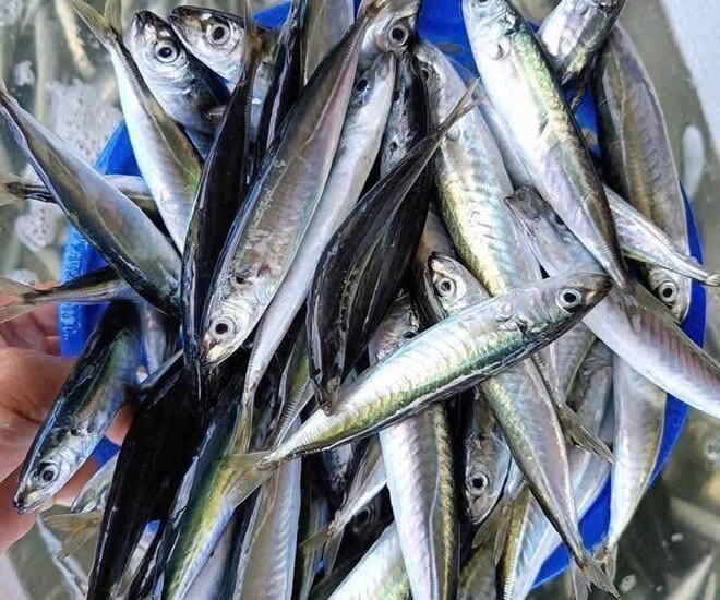 Cá mòi và cá nục: lựa chọn omega-3 rẻ tiền thay cá hồi