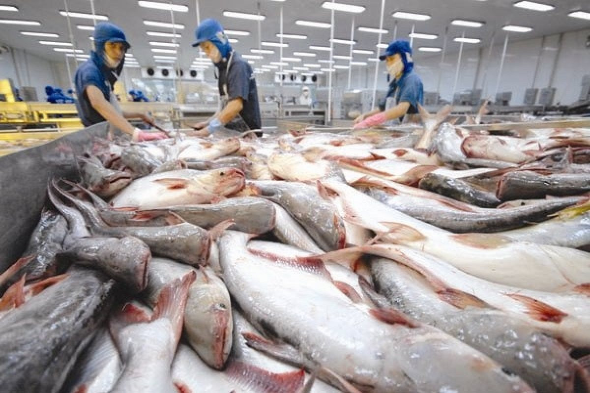 Xuất khẩu cá tra sang Mỹ lao dốc 50% giữa áp lực thuế chồng thuế