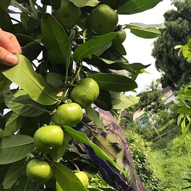 Cách chọn quả hồng tốt nhất để ngon miệng mà không lo tắc ruột