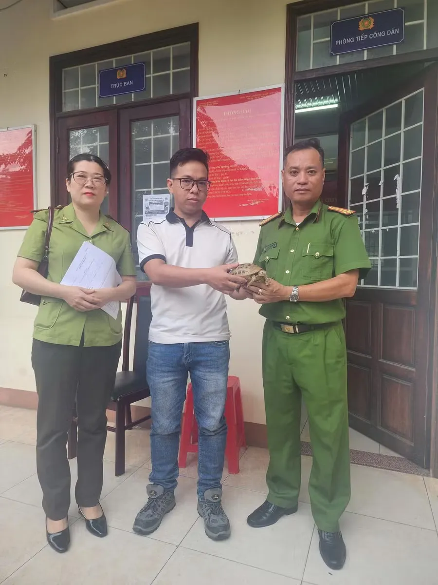 Rùa núi vàng quý hiếm liên tiếp được cứu hộ: Mạng lưới phối hợp đã vận hành ra sao?