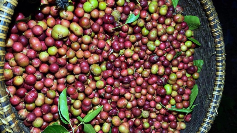 Những đặc sản níu chân khách vượt xa: nấm tràm và quả da đá