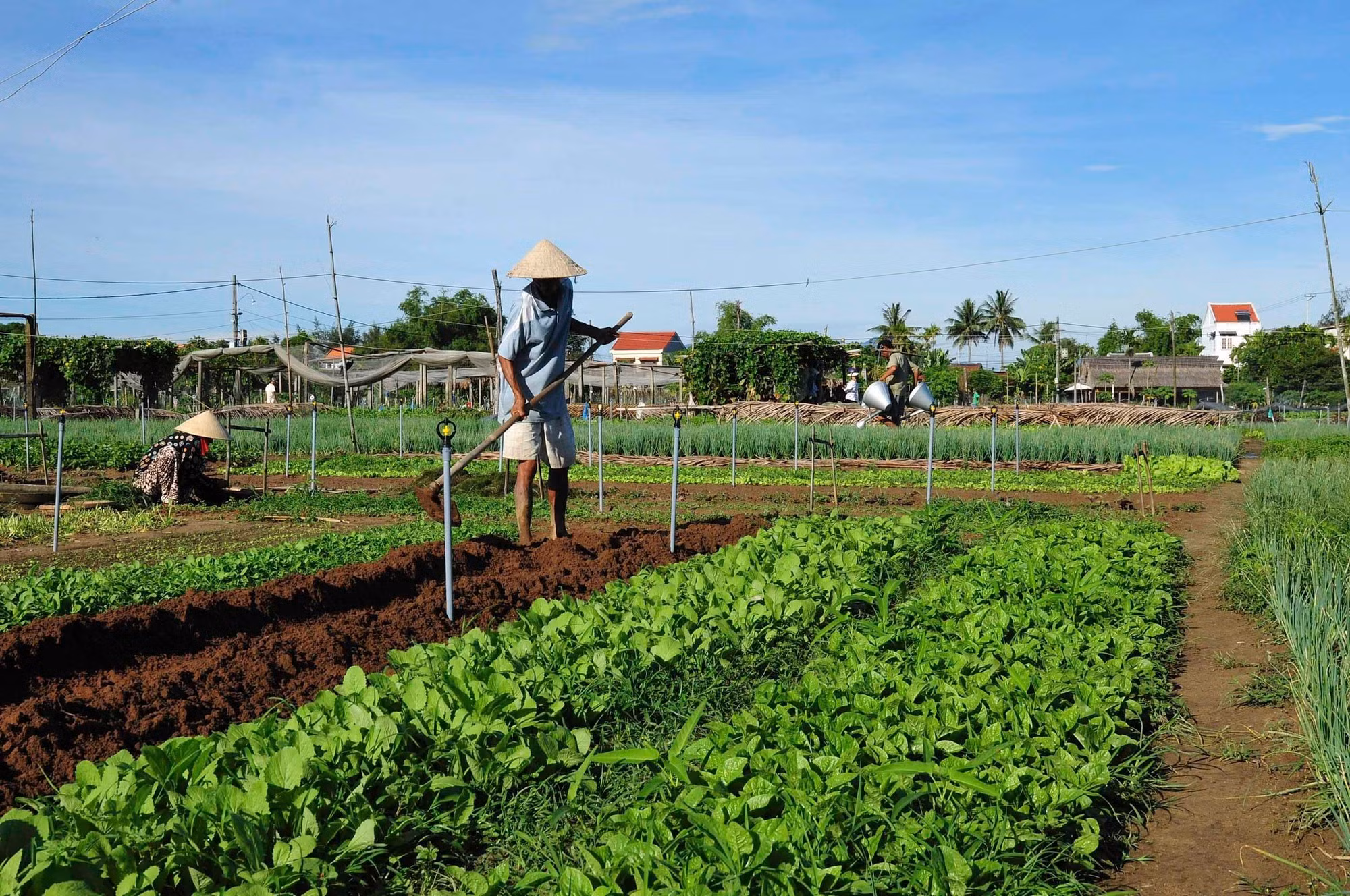 Mô hình nông nghiệp tuần hoàn ở Thái Hòa: từ phụ phẩm đến giá trị xanh