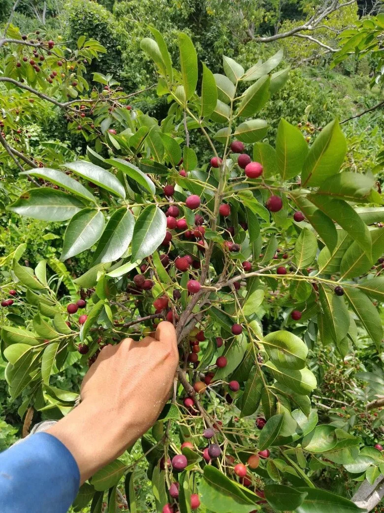 Những đặc sản níu chân khách vượt xa: nấm tràm và quả da đá