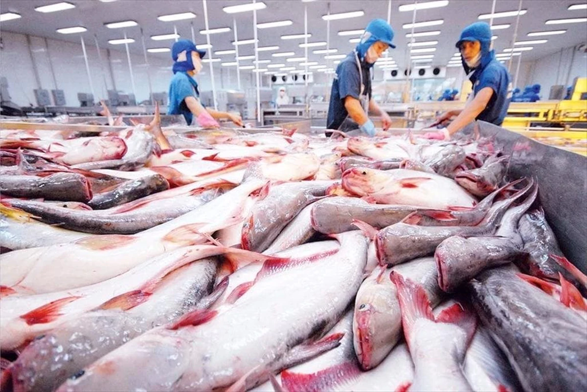 Cá tra Việt Nam đối mặt ‘bão kép’ thuế Mỹ và sức mua yếu