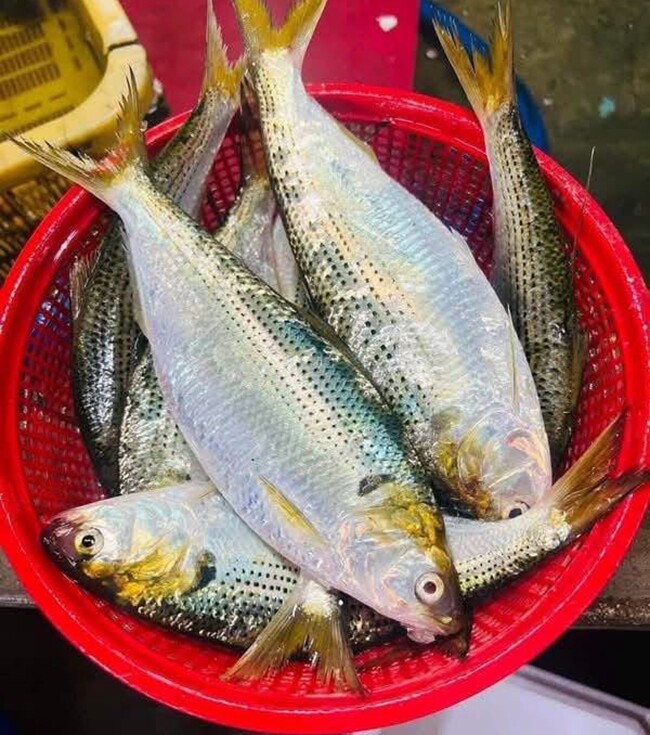 Cá mòi giá 70.000 đ/kg: lựa chọn thay thế cá hồi giàu omega-3