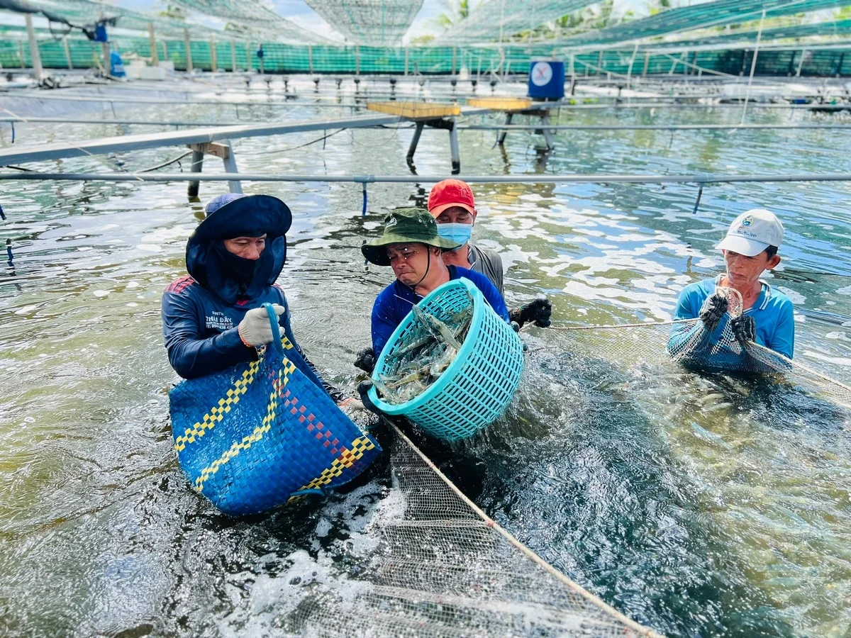 Cà Mau nâng cấp công nghệ chế biến thủy sản để bứt phá xuất khẩu