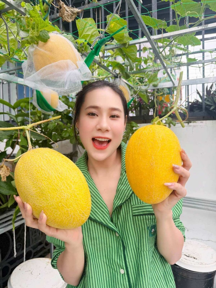 Trồng dưa lưới, bí đỏ trên ban công: vườn nhỏ nhưng thu lớn