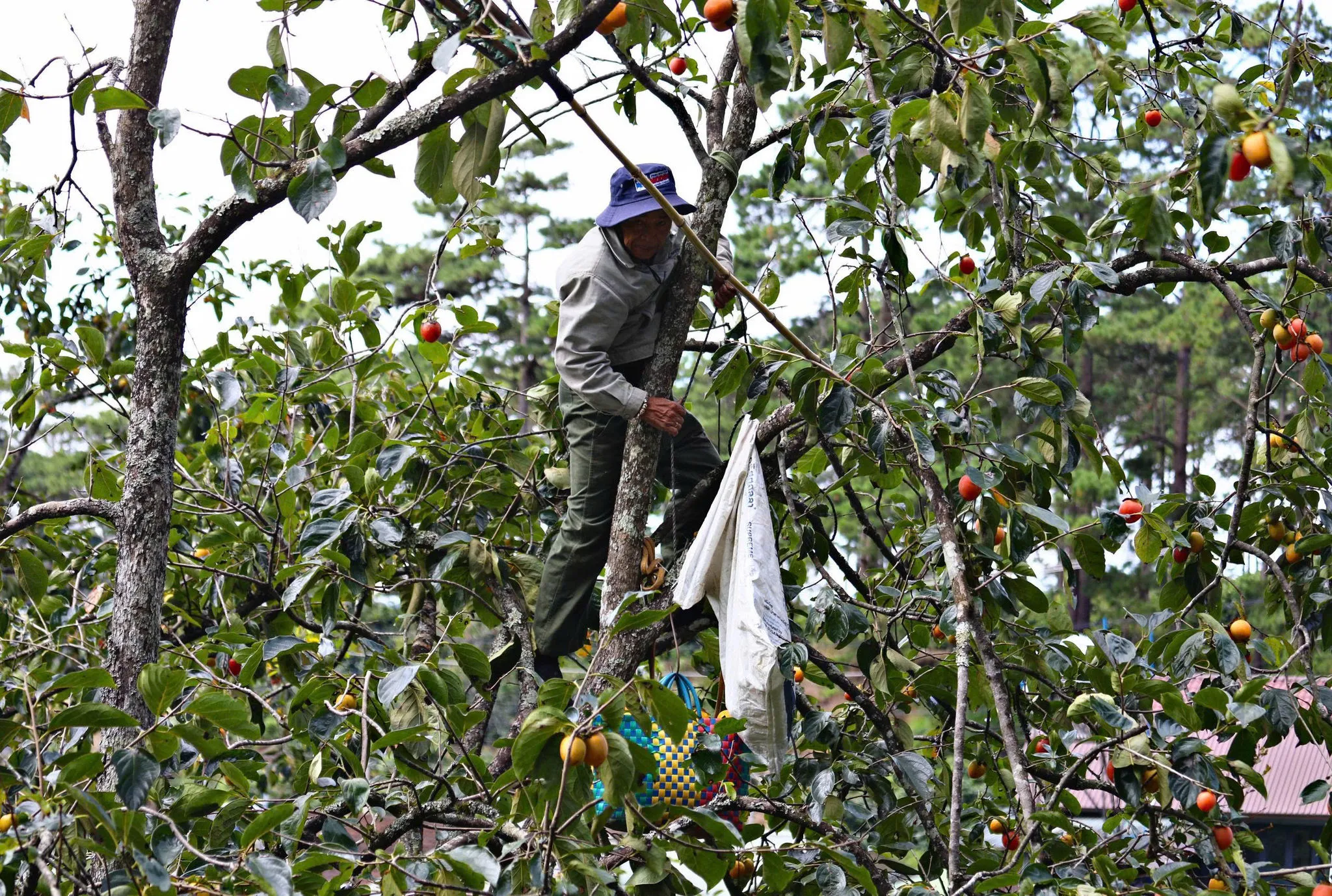 Tháng 9 lý tưởng để khám phá Đà Lạt và Hội An mùa thu