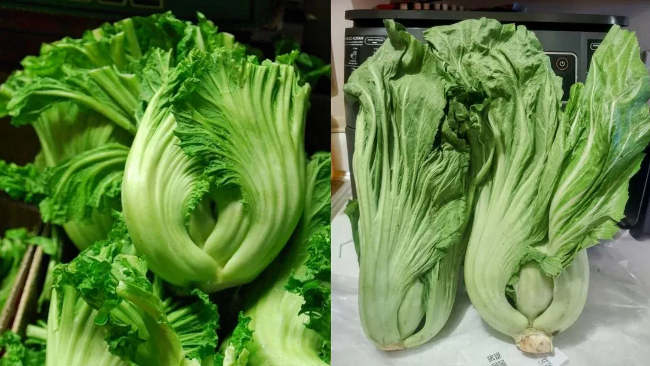 Nước chanh gừng mật ong và cải bẹ xanh cho mùa thu khỏe đường hô hấp