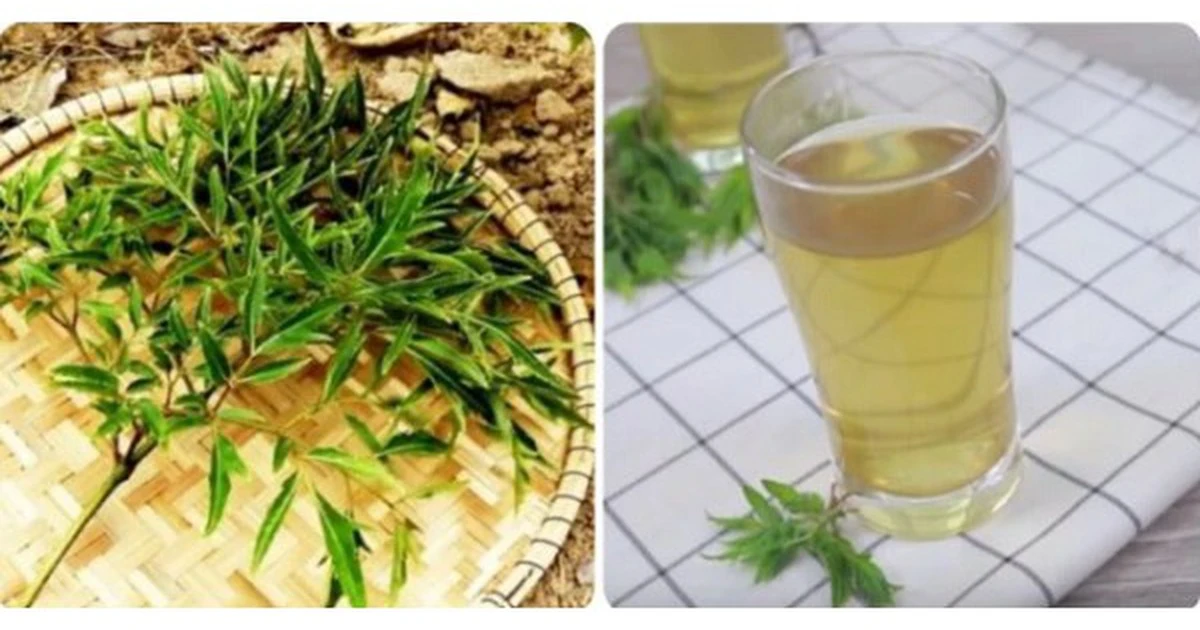 Những người không nên uống trà lá tía tô và rau má mỗi ngày