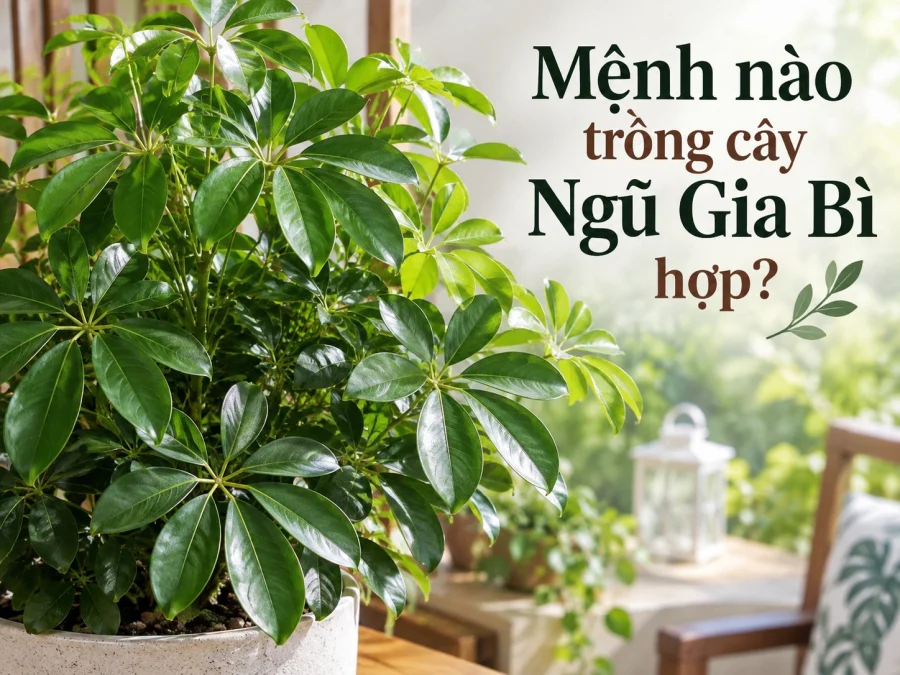 Chọn cây phong thủy theo mệnh và tuổi để hút tài lộc