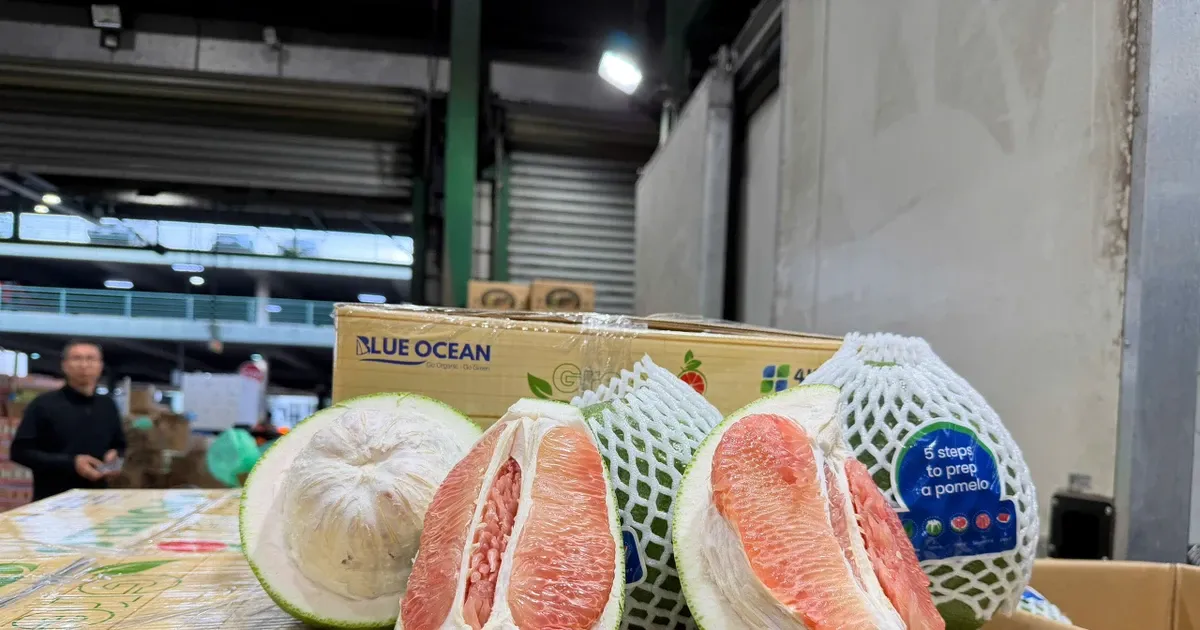 Xuất khẩu bưởi Việt Nam sang Australia bị tạm dừng: Cú cảnh tỉnh về kiểm dịch và truy xuất