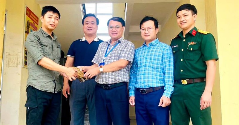 Rùa núi vàng được bàn giao cho Phong Nha - Kẻ Bàng: Từ cứu hộ đến tái hòa nhập tự nhiên