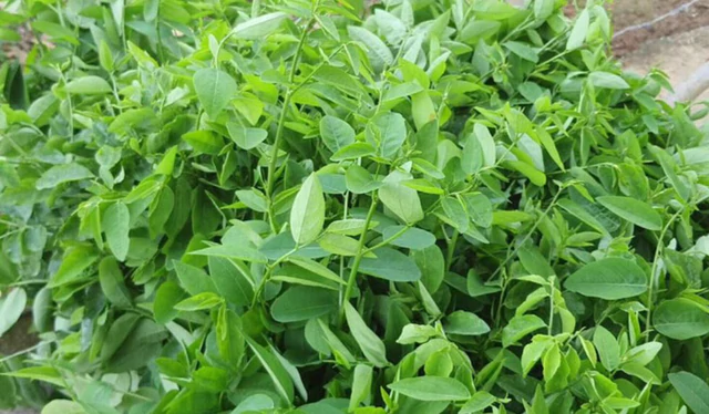 Rau Việt lọt top 10 thế giới: Ăn cải làn, rau ngót sao cho lợi sức khỏe nhất