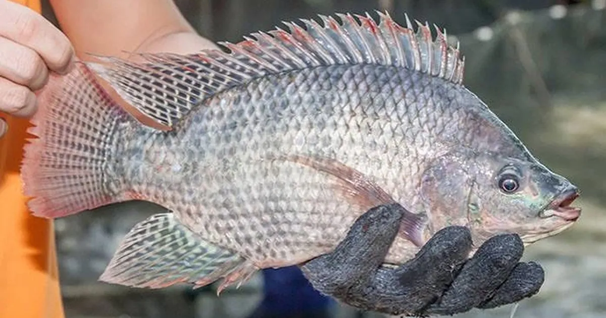 Cá rô phi nước lợ: từ chợ quê lên bàn sashimi Nhật
