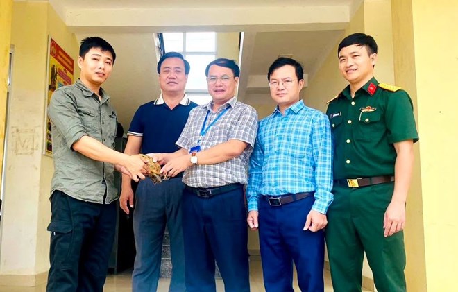 Rùa núi vàng được bàn giao cho Phong Nha - Kẻ Bàng: Từ cứu hộ đến tái hòa nhập tự nhiên