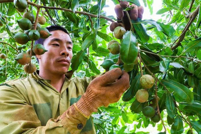 Mắc ca Việt Nam xuất khẩu tăng mạnh nhưng vẫn phải nhập khẩu
