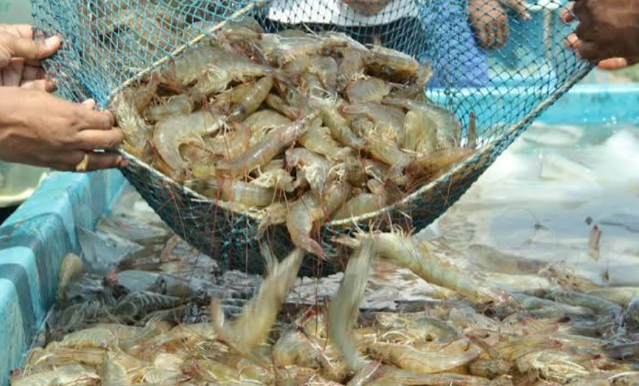 Siêu El Niño rất mạnh đe dọa Đông Nam Á và Việt Nam