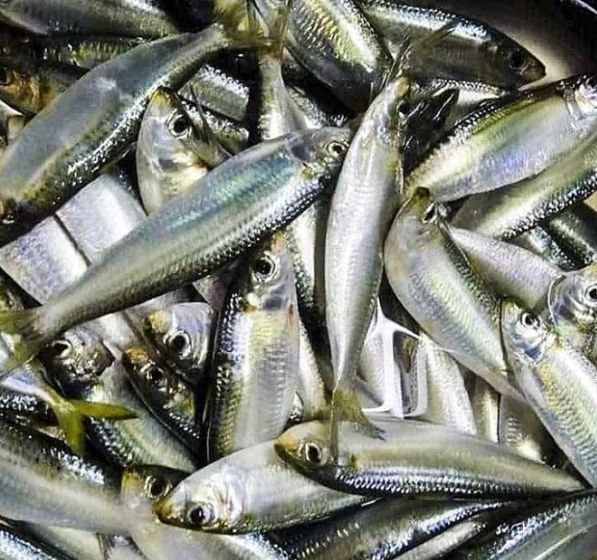 Cá trích Việt Nam: hải sản bình dân bị đánh giá thấp oan