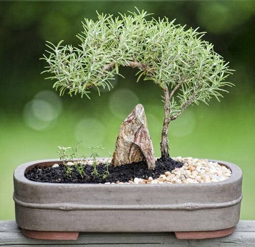 Cây lá quý hiếm như ‘kim cương’: nên trồng hương thảo hay chanh Kaffir?