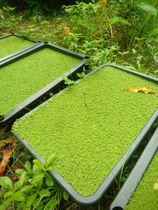 Sinh viên Cửu Long ứng dụng AI vào nông nghiệp bền vững