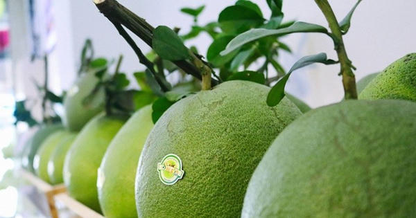 Úc tạm dừng nhập bưởi Việt Nam 6 tháng: cú sốc cần thiết để tái cấu trúc xuất khẩu